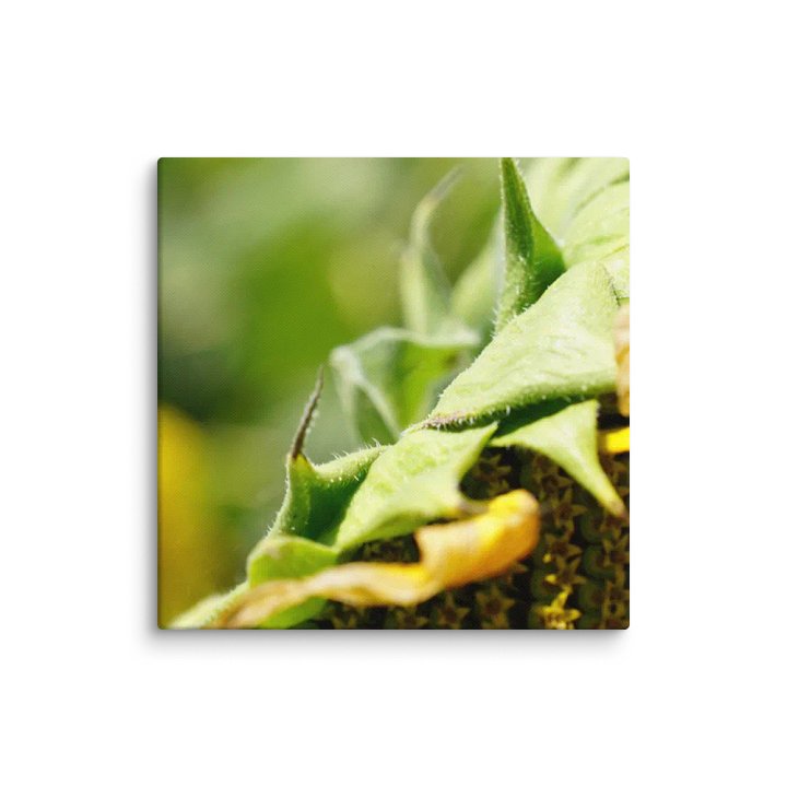 Sunflower Canvas product image (1)