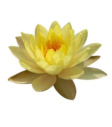 The Yellow Lotus