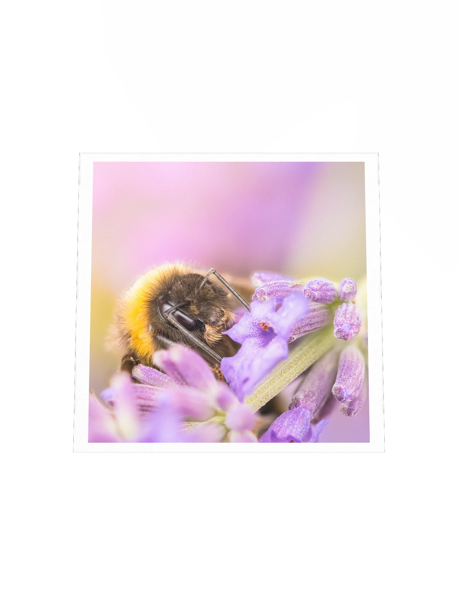 Bee and Lavender product image (11)