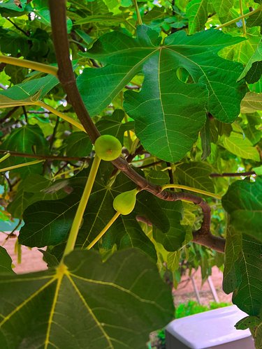 Ripe fig production has tapered off over the last few days, but judging by all the little bulbs sprouting up, the next round ...