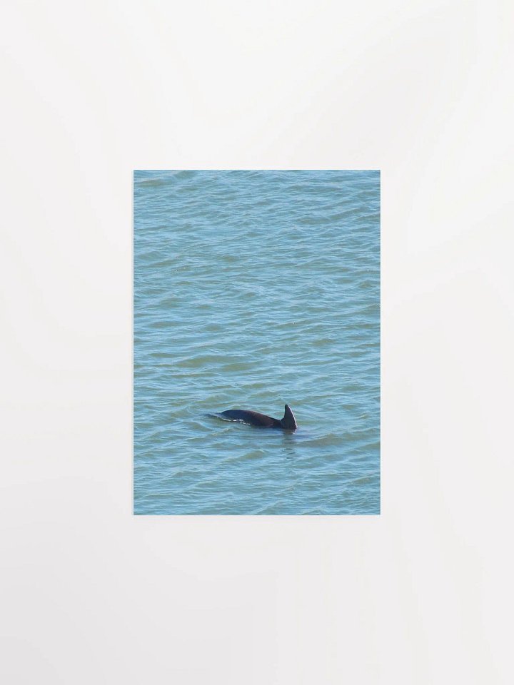 Dolphin Pop-up product image (8)