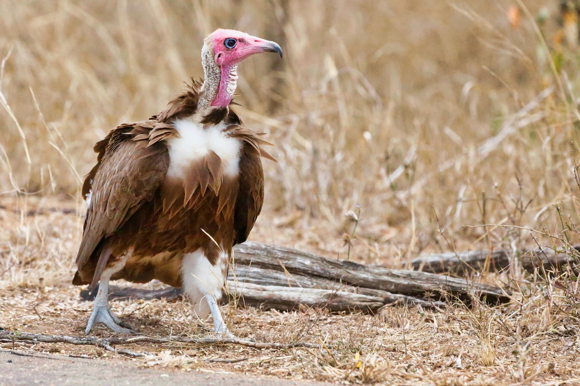 Vulture product image (1)