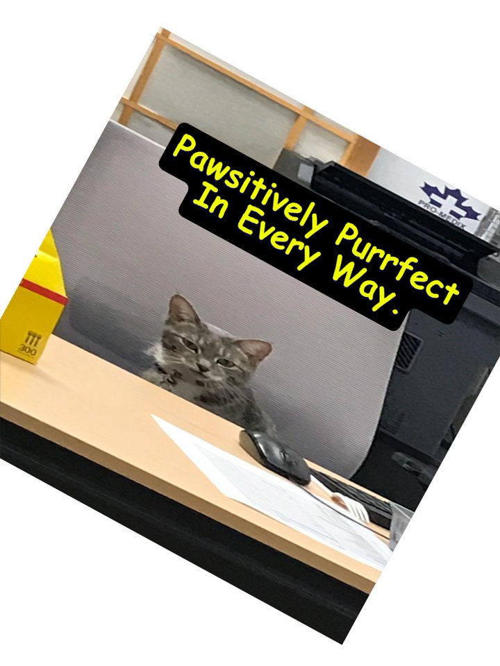 Pawsitively Purrfect Sticker product image (2)