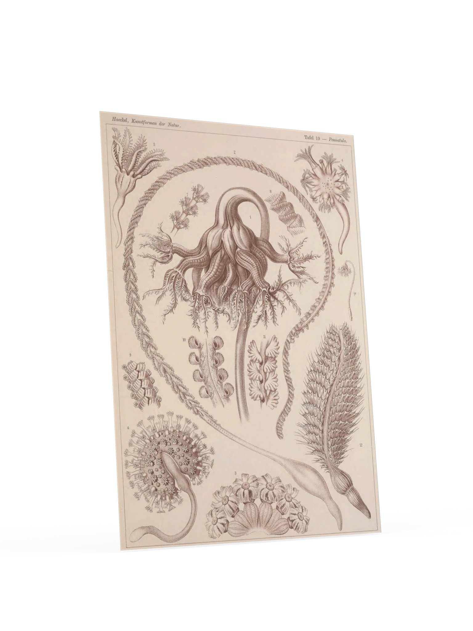 Pennatulida, Plate 19 – Haeckel Poster product image (4)