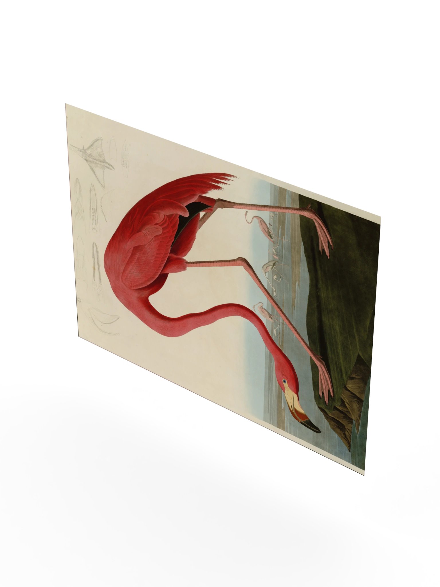 American Flamingo, Plate 431 – Audubon Poster product image (8)