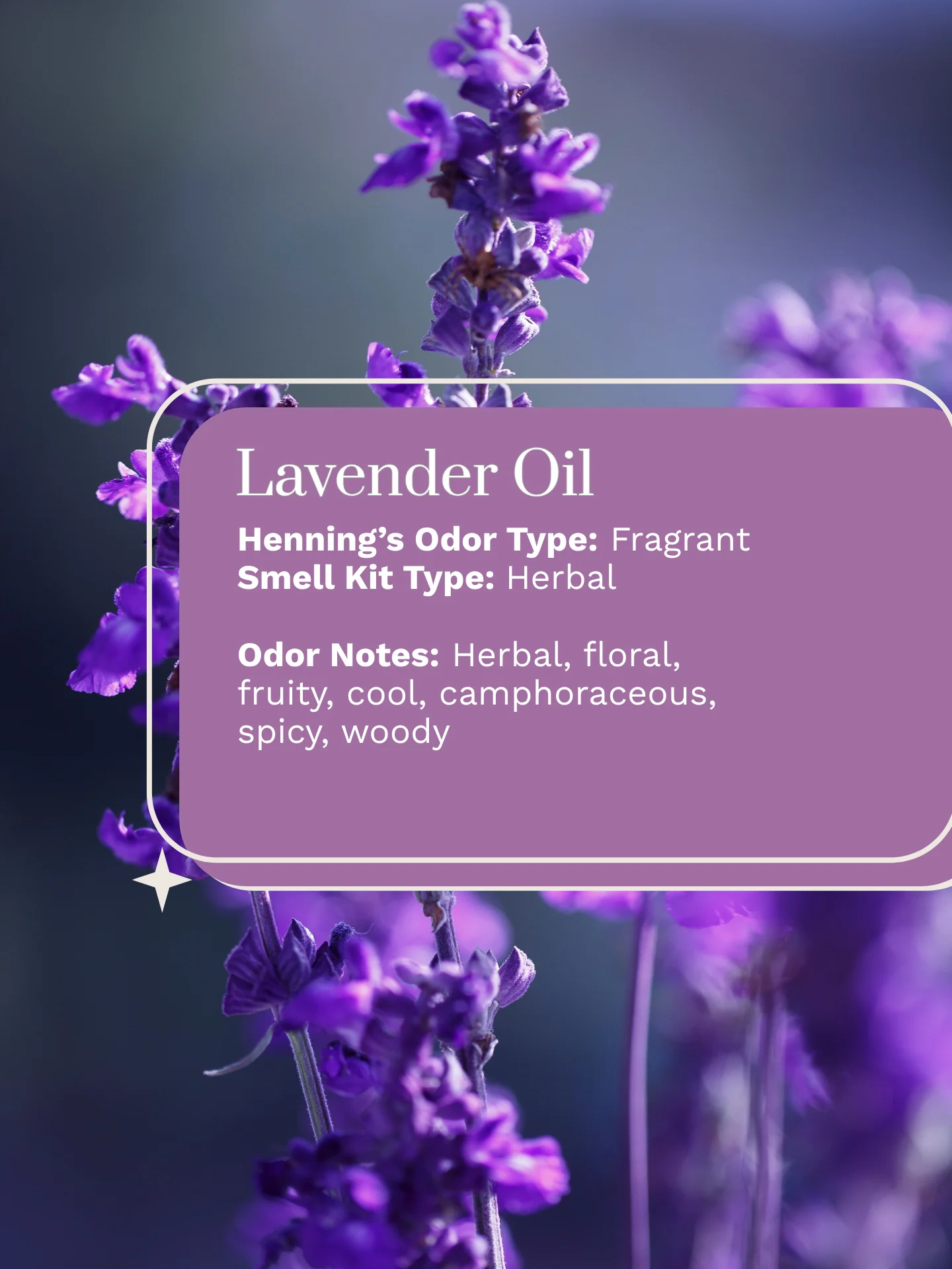 Olfaria Smell Training Kit | Set 3 | 5 Single-Note Essential Oils | Olfactory Training / Smell Loss product image (6)