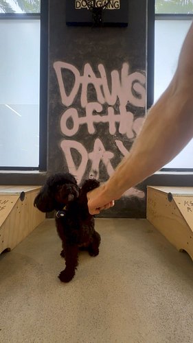 Round 1 of DAWG OF THE DAY.

Who's next?? Round 2 coming 🔜 

#westsidedoggang #dogoftheday