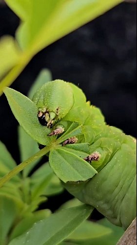 My Rustic Sphinx Moth caterpillar munching on a vitex leaf + this nom nom nom audio = 🤣

I'm convinced that's actually what's...