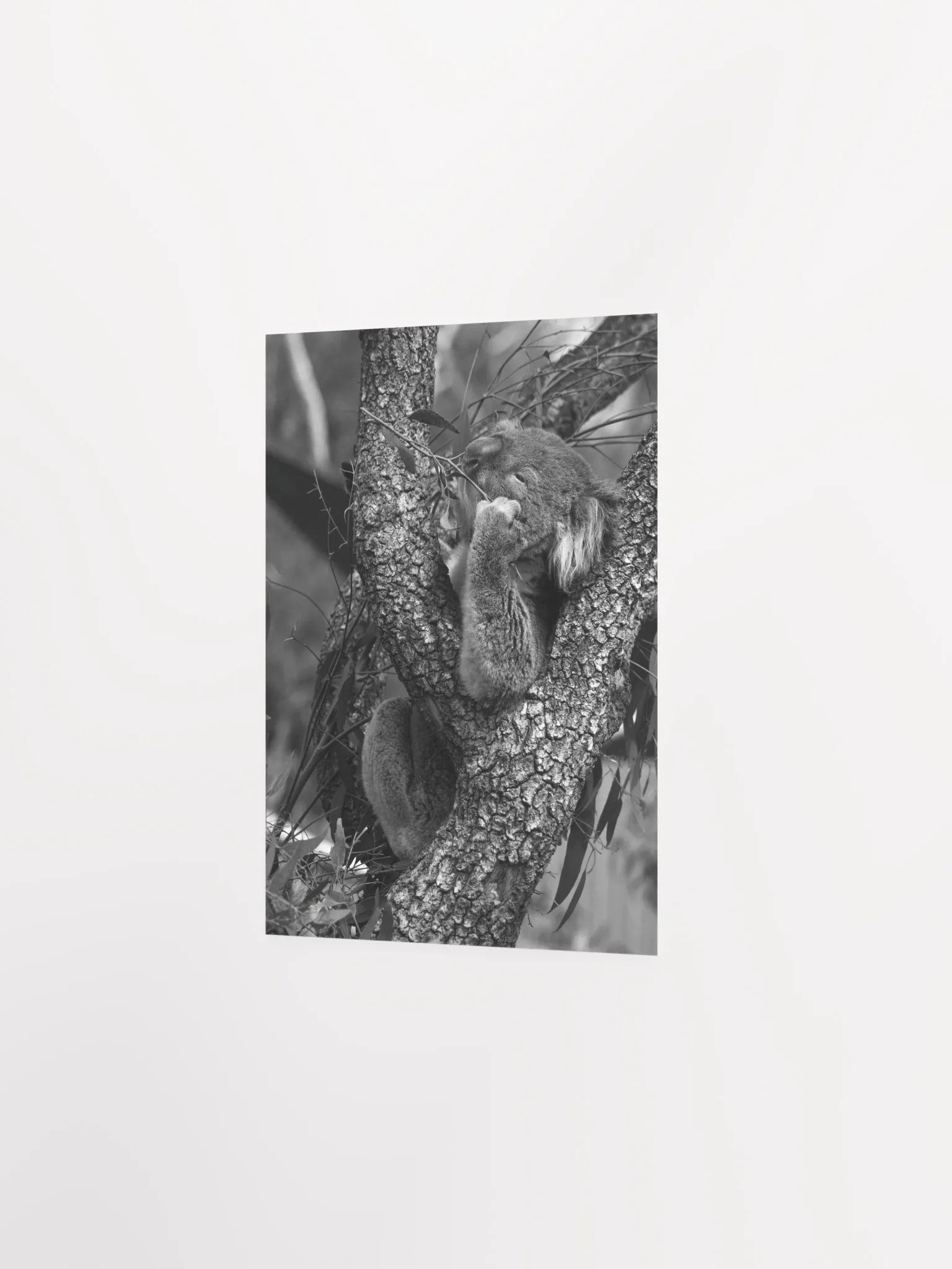 Koala - Black & White product image (2)