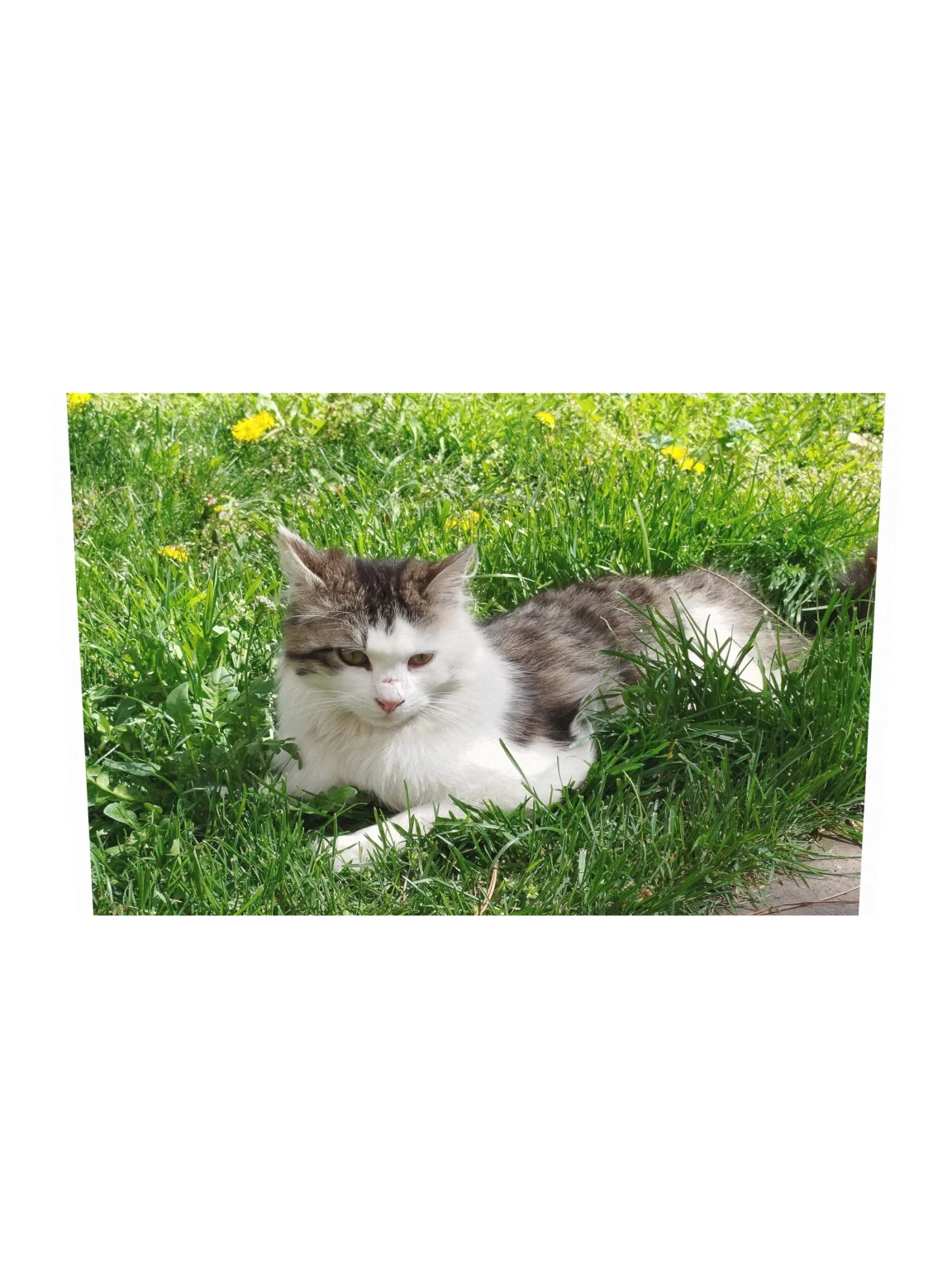 Angora Cat Lying On Grass Wall Art Decor product image (2)
