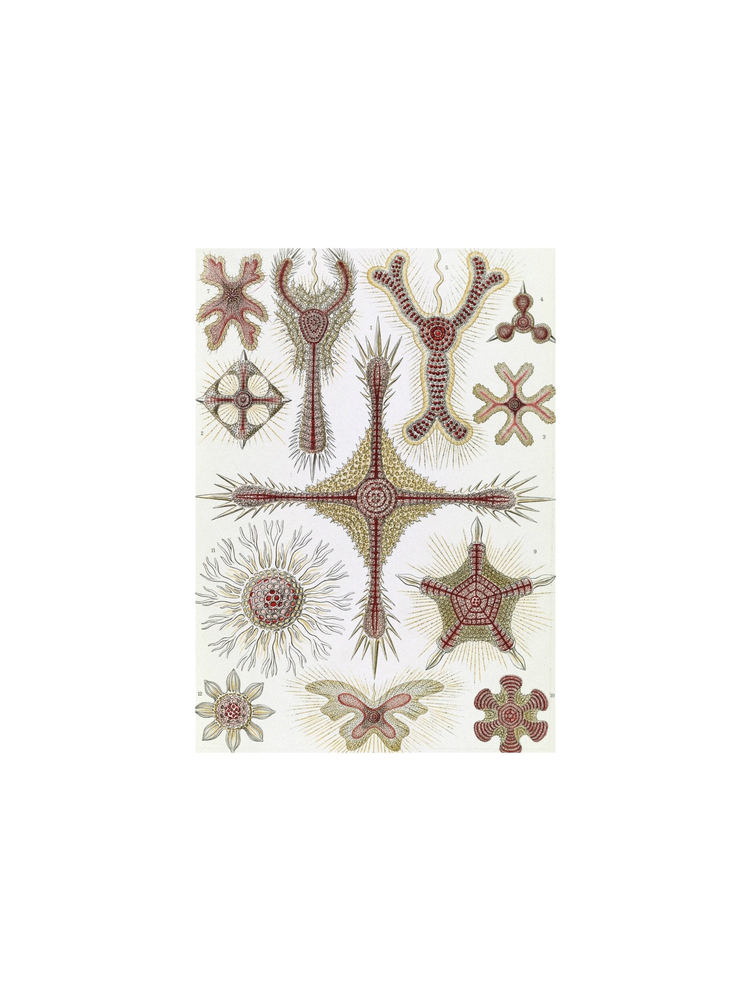 Disc Radiolarians Antique Microscopy Art Print product image (3)