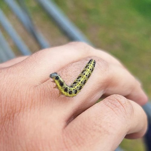 Caterpie ~ 🐛