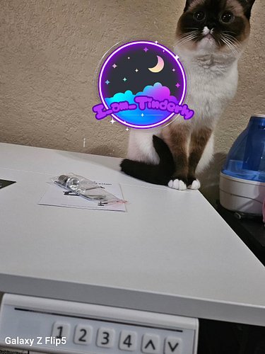 New standing desk, who dis? #streamer #streamerlife #cat #headmod