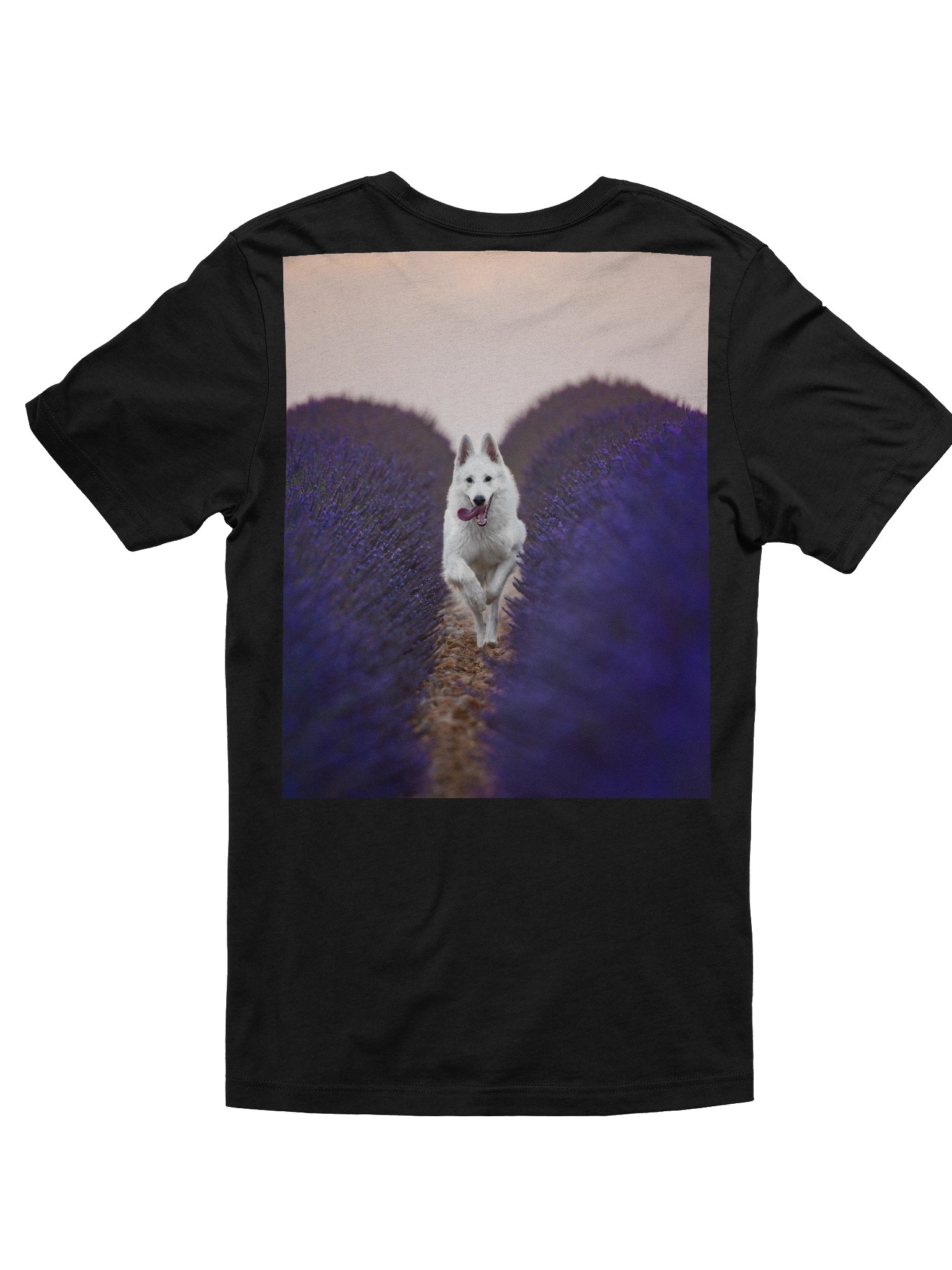 Rasta in the lavender fields product image (8)