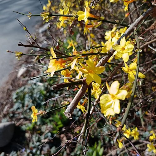 Happy International Women's Day to my fellow women 🥰

Spring is here, flowers are slowly appearing, leaving behind winter's g...