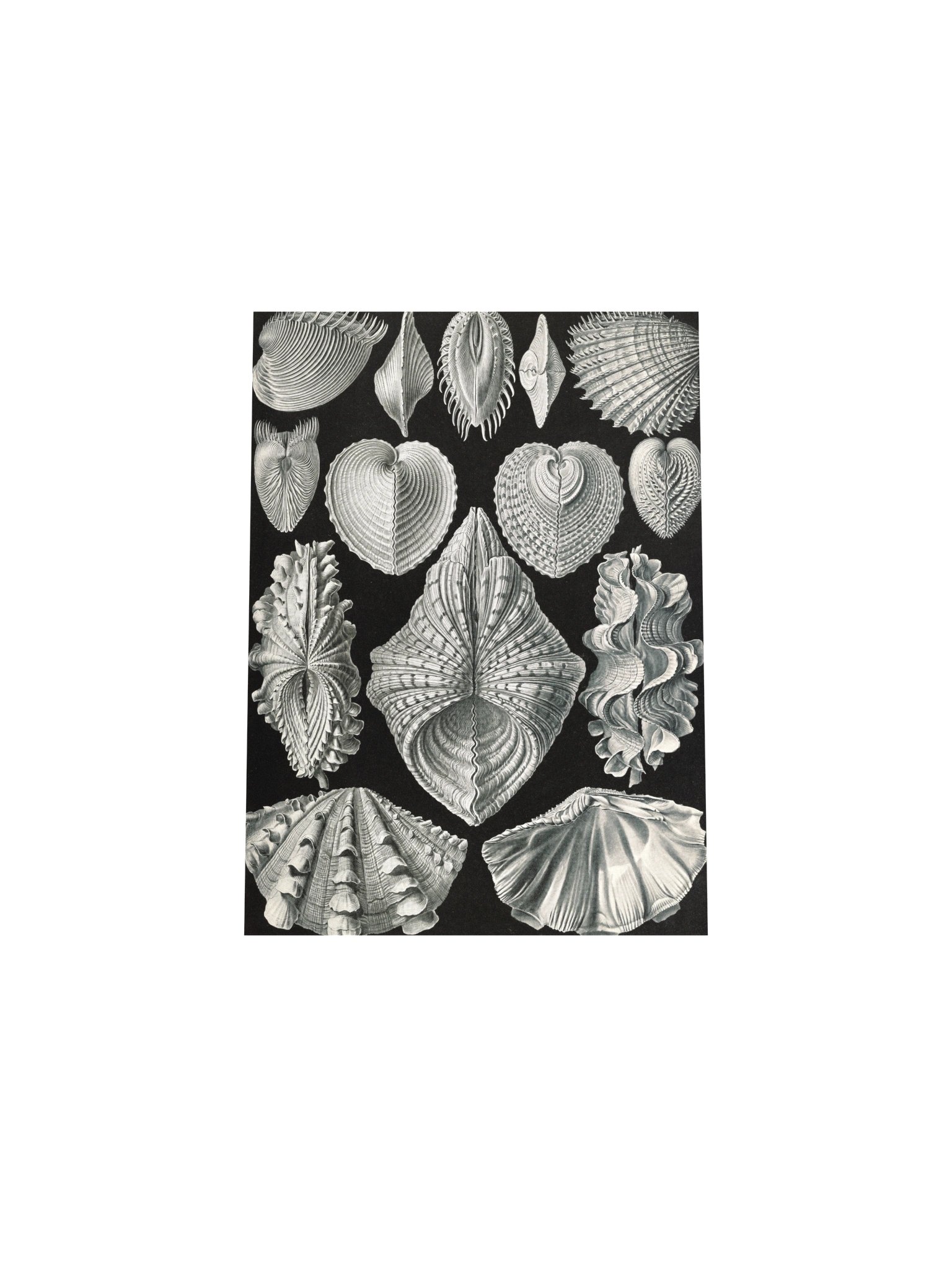 Bivalve Shells Antique Conchology Art Print product image (12)