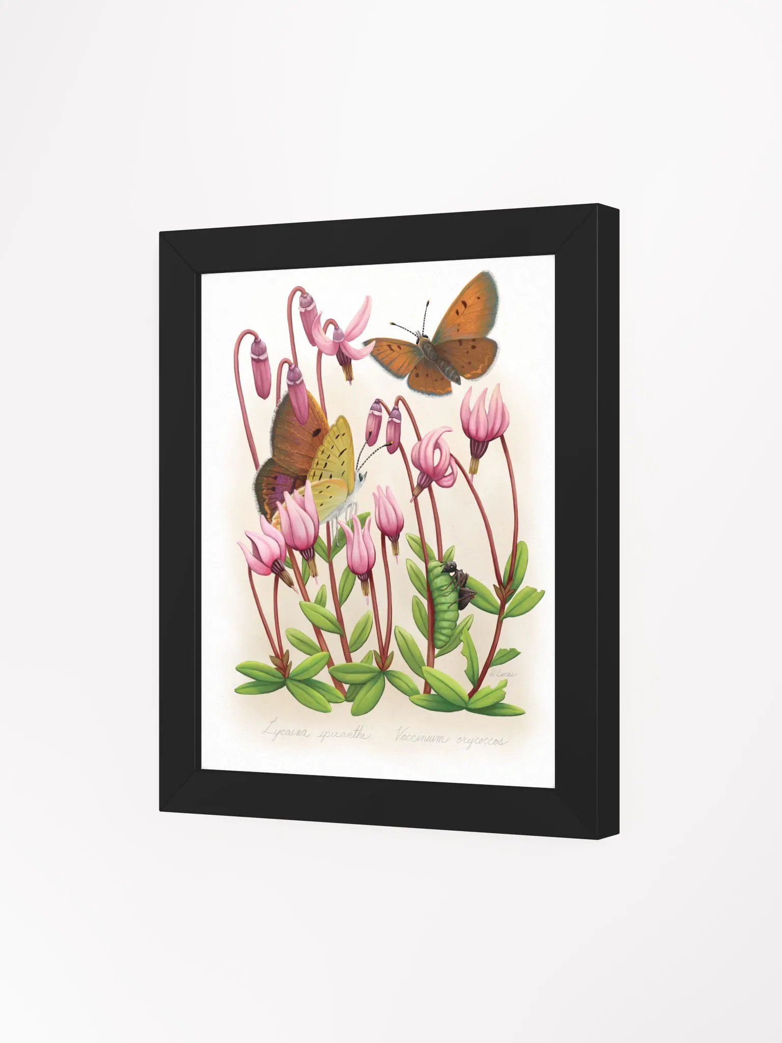 Bog Copper Butterflies product image (35)