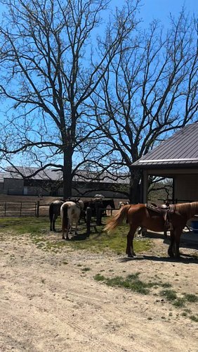 Not all adventures need an engine 🐎✨
.
.

#HorseRiding #OntarioLife #LondonOntario #HorseVibes #CanadaMoments