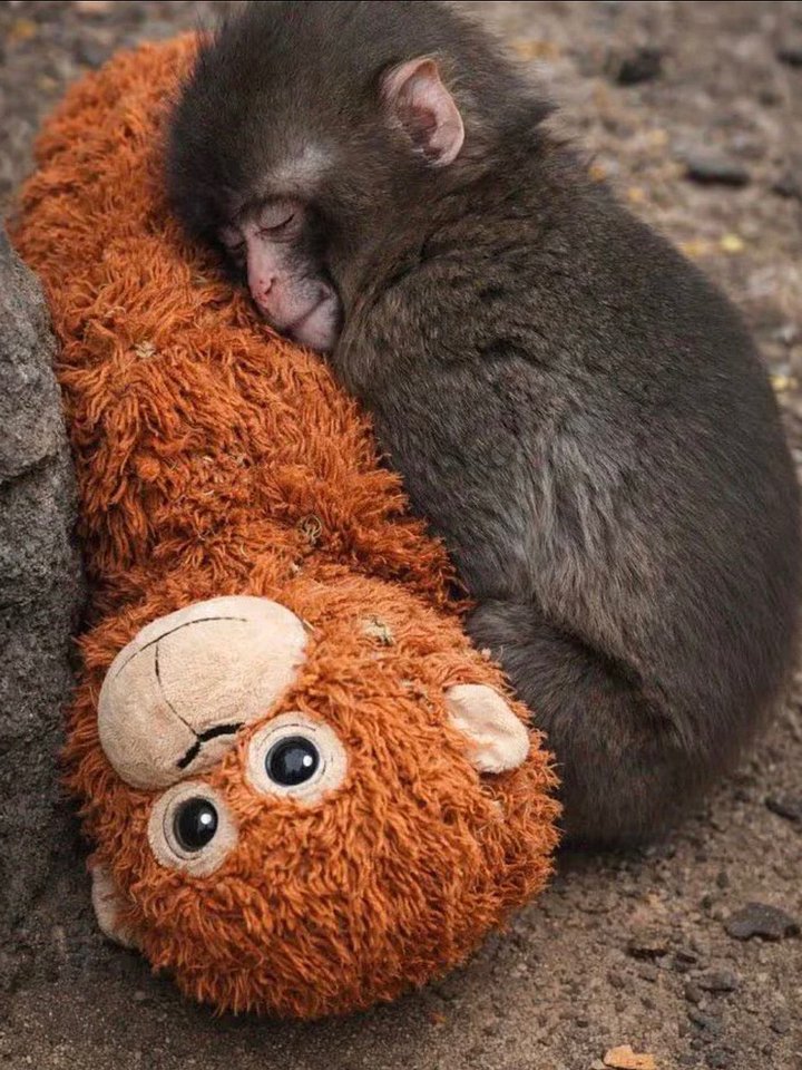 The Punch Companion Plush product image (2)