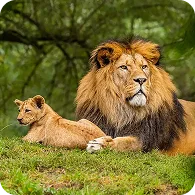 Zimbabwe Wildlife Adventure!