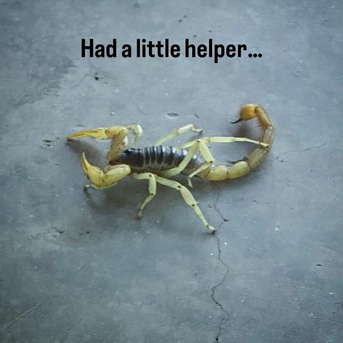 #scorpion #sewing #arizona