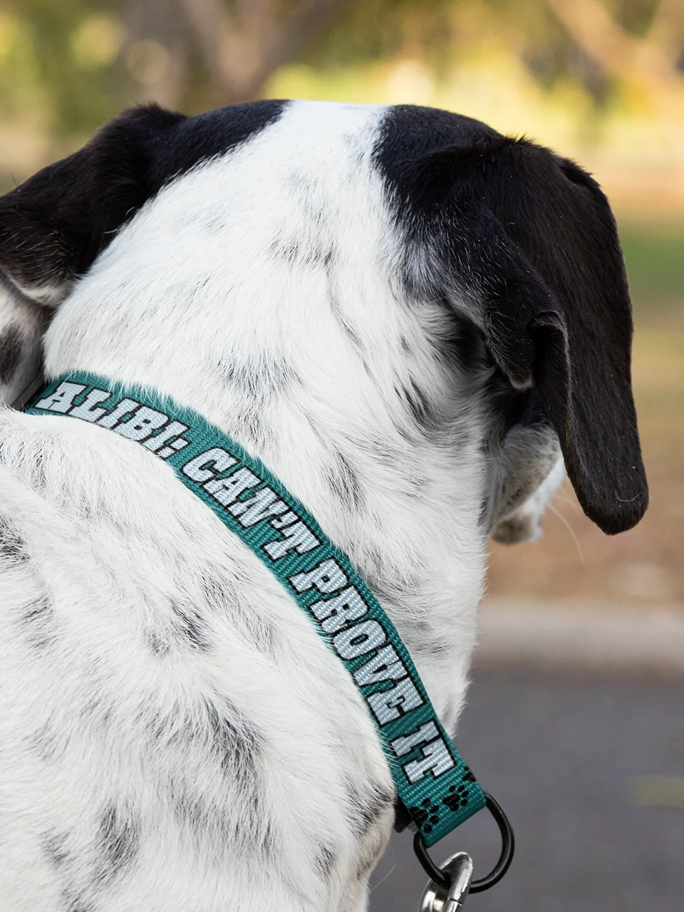 No Alibi No Regrets Dog Collar and Leash Set product image (11)