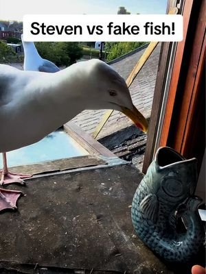 Steven you are crazy… 😂 #fyp #foryou #seagull #birds #feedingsteven