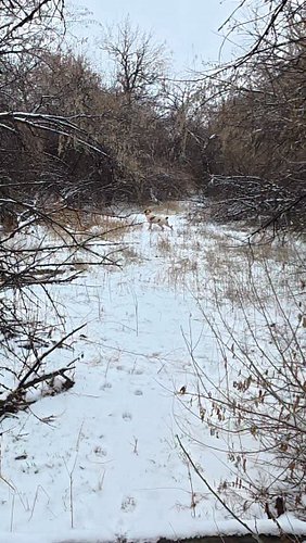 Yesterday was one of the coldest, wettest slogs of a bird hunt I’ve ever had. The dogs had enough tenacity to scratch a few o...