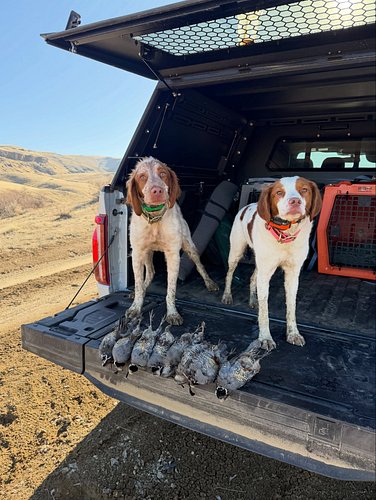 Yesterday might have been the best birthday ever! The day started off right with a morning quail hunt joined by three of my b...