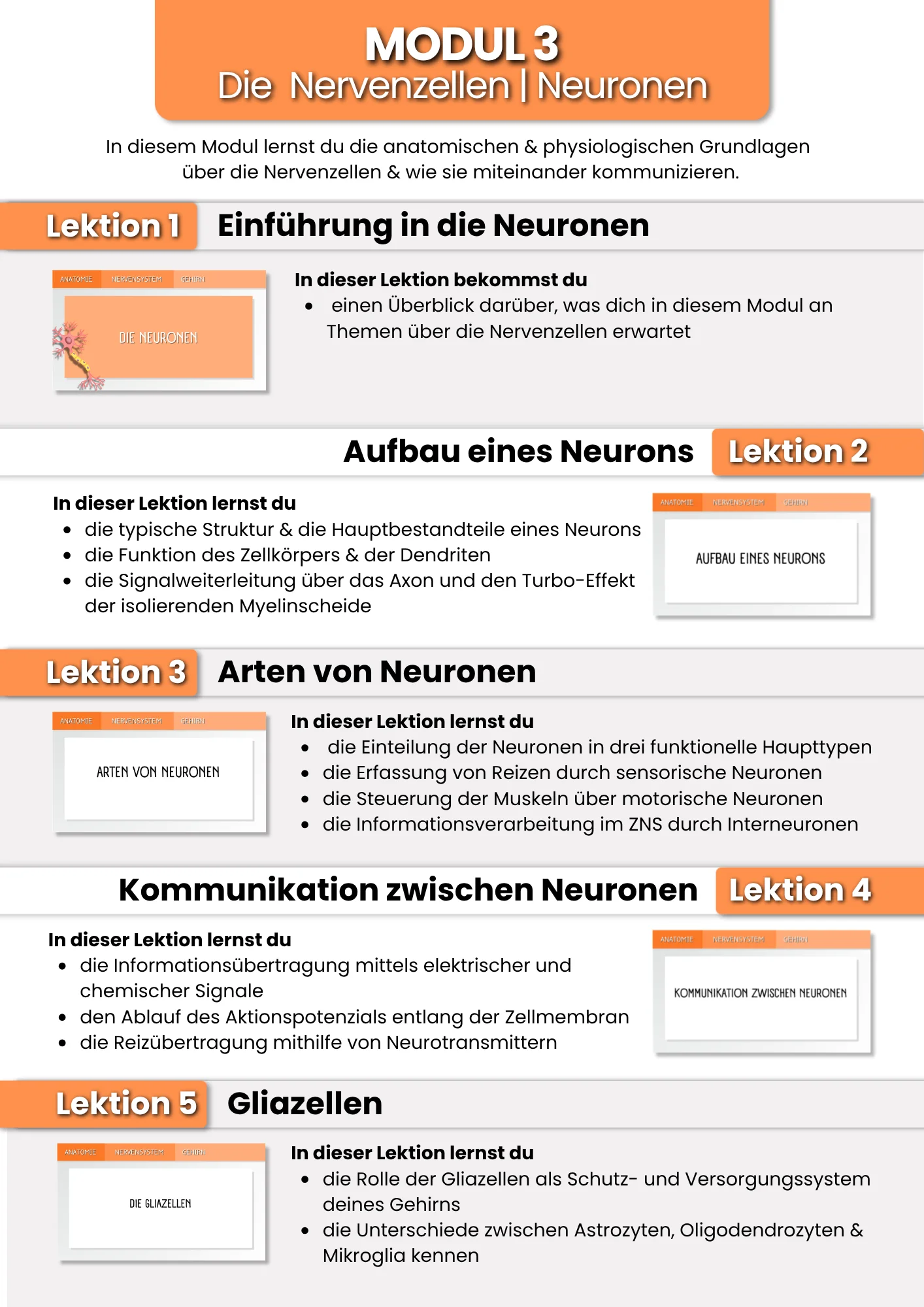 Das Gehirn | der Grundlagenkurs product image (5)