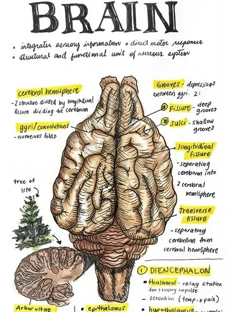 Vet Notes Anatomy and Embryology Bundle (PDF Downloads) product image (4)