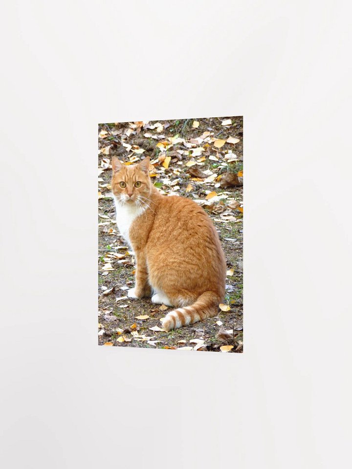 The domestic cat - Enhanced Matte Paper Poster product image (2)