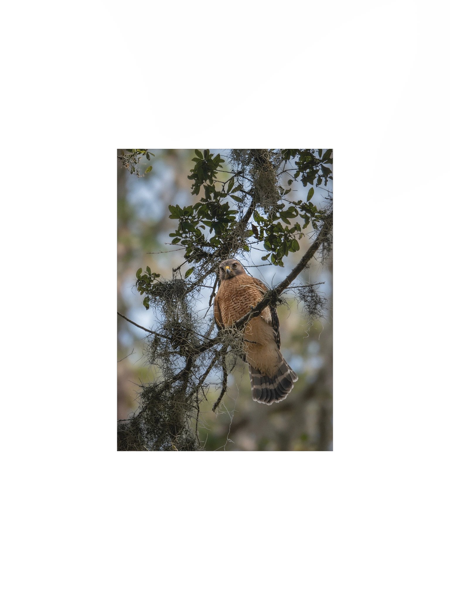 Red-Shouldered Hawk Perch product image (1)