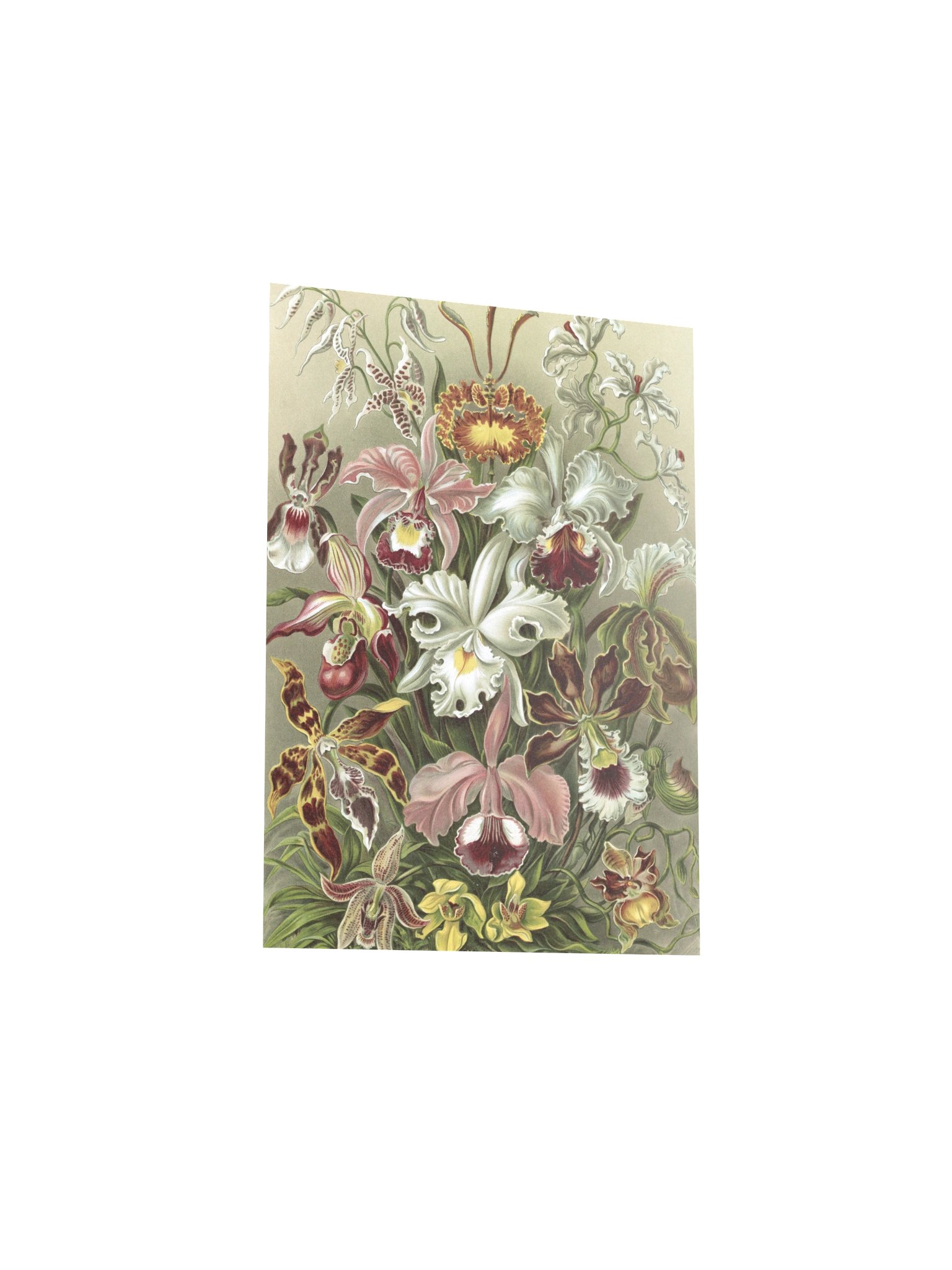 Orchids Antique Botanical Art Print product image (8)