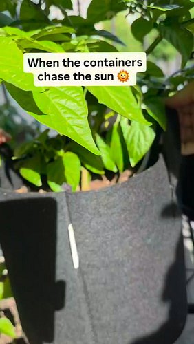 When the containers chase the sun 🌞