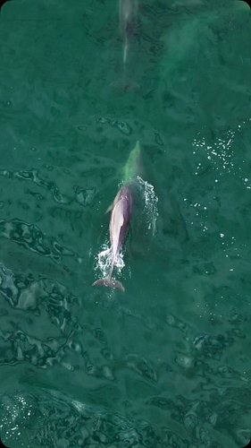 The August surf was full of life this past weekend. Tons of bait around with fish crashing on them, birds, and of course this...