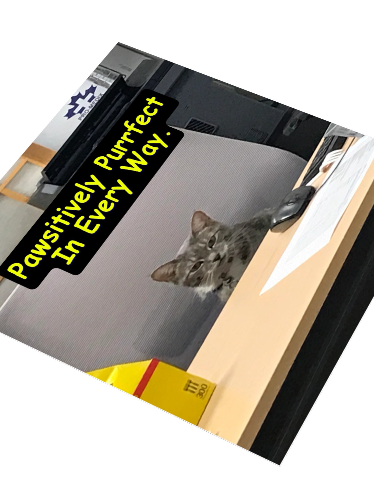 Pawsitively Purrfect Sticker product image (3)