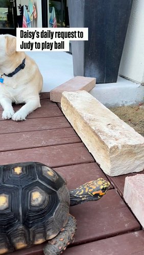 Every single day. #daisyandjudy #agelikeabadassmother #animalfriends #tortoises #dog