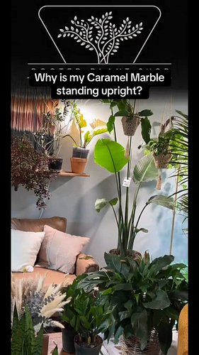 If you want your Caramel Marble to hold itself more upright, take a look at your light. This is a self-heading Philodendron, ...