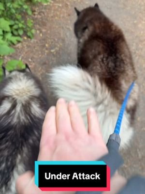 Some corvids just wanna watch the world burn. 🐺🐦‍⬛😒 #siberianderpskies #husky #siberianhusky #dogsoftiktok #huskiesoftiktok 