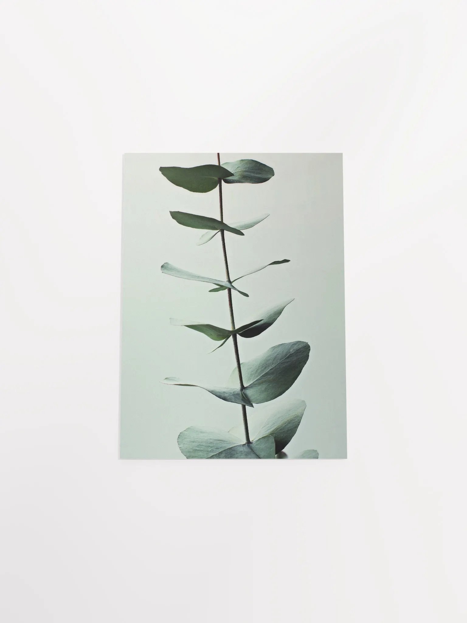 Eucalyptus Whispers Matte Poster product image (47)