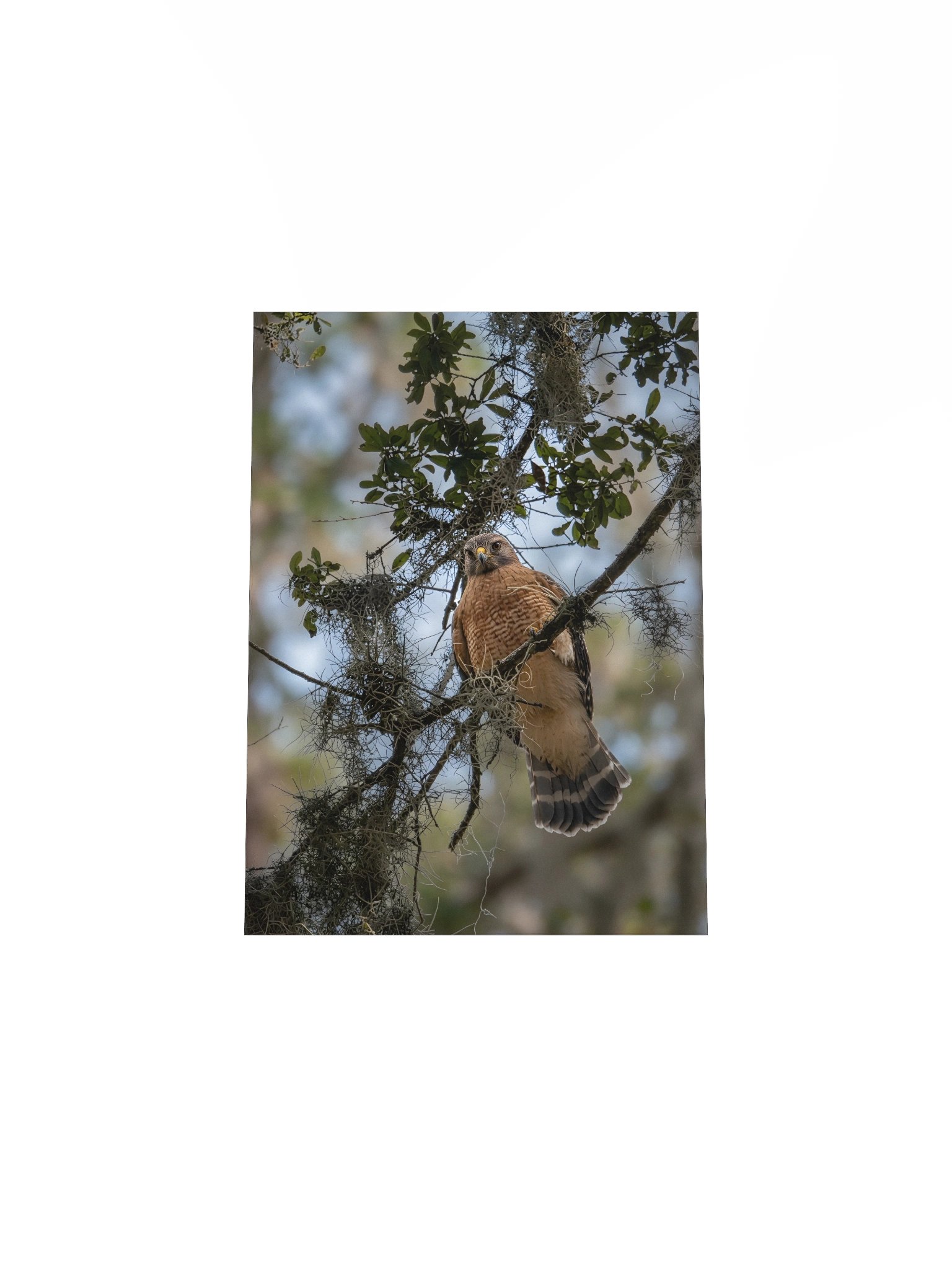 Red-Shouldered Hawk Perch product image (4)