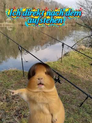 Tanz mit den Fischen #Angeln #Fishing #Meme #babbaangelt #الأسماك 