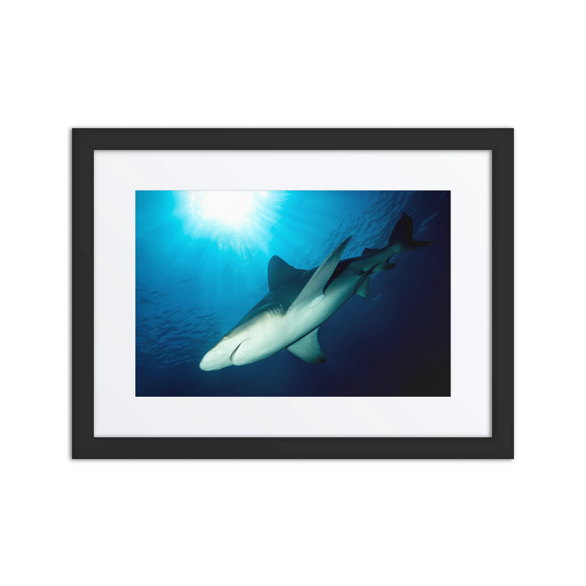 Sunlit Hunter Framed Shark Print product image (1)