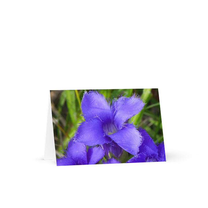 "Fringed Gentian" (Blank Card) product image (1)
