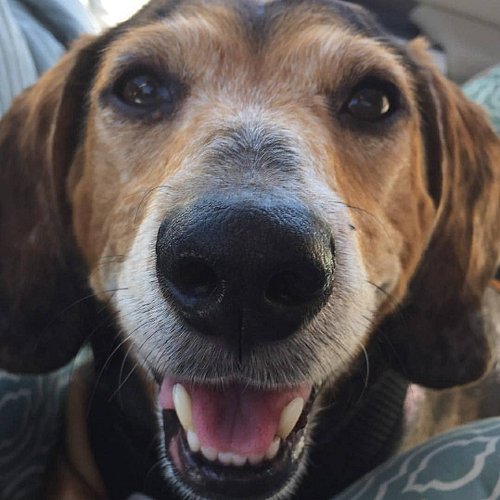 I love you, Brady. You were the best boy.

When I was in elementary school, I had a couple friends who lived across the stree...