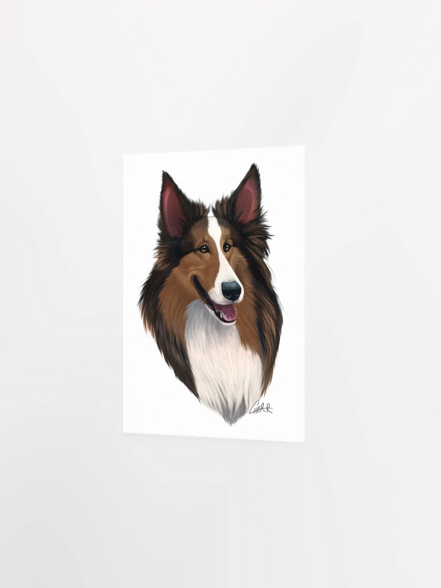 Dog Breeds: Shetland Sheepdog Print product image (4)