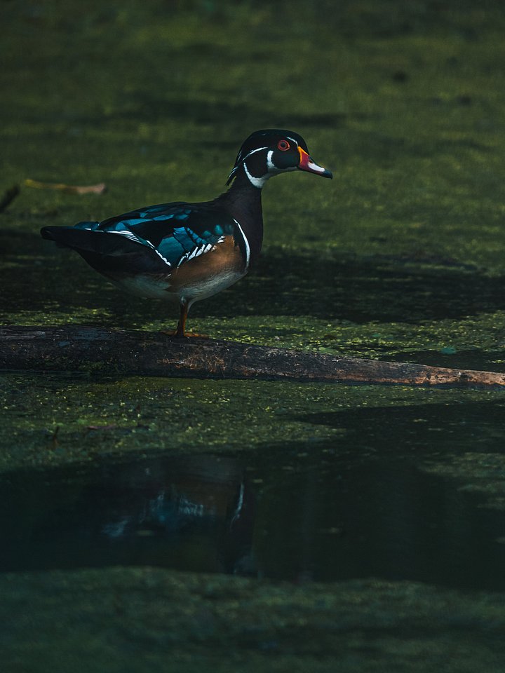 Wood Duck #1 product image (1)