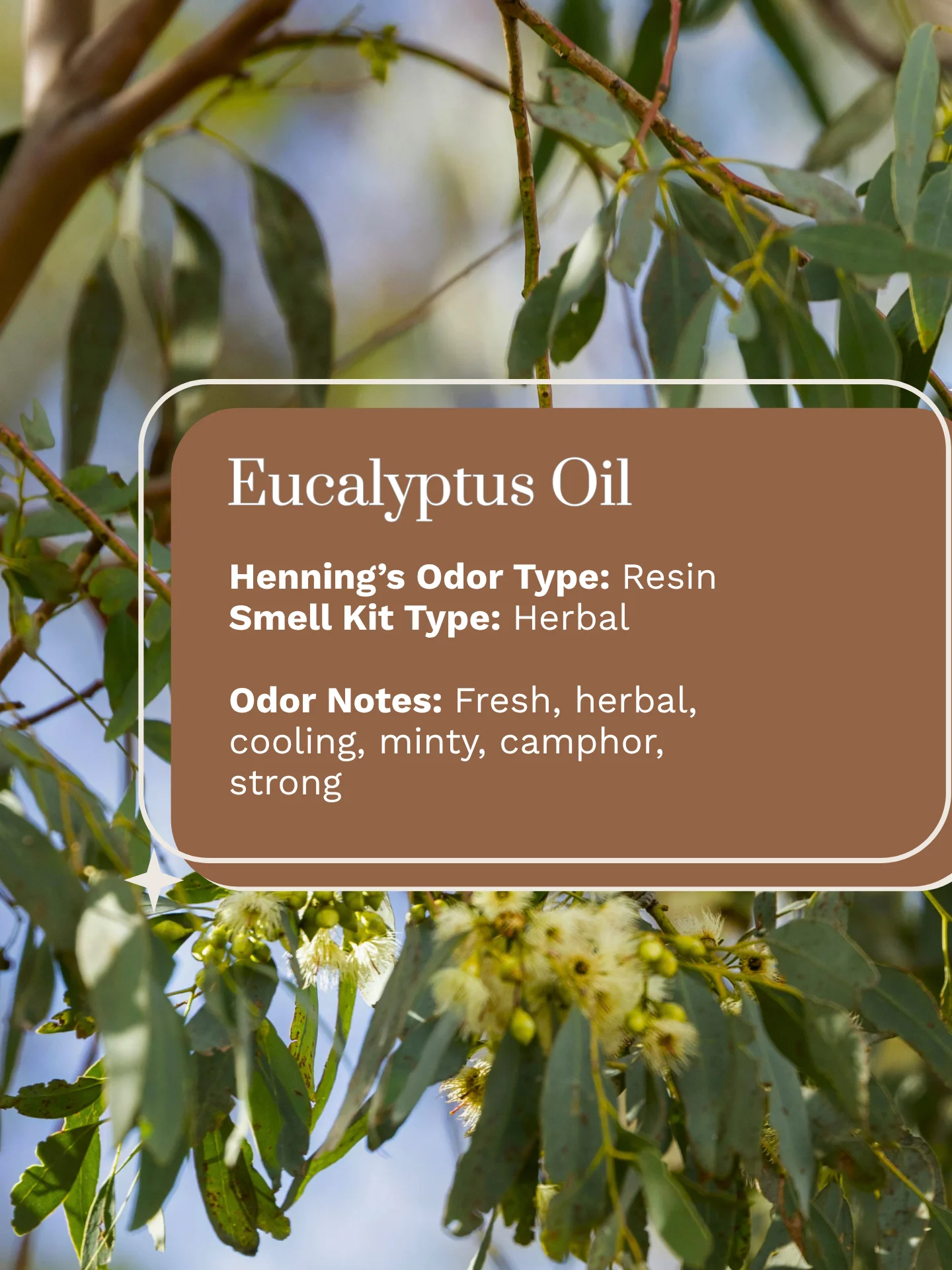Olfaria Smell Training Kit | Set 4 | 5 Single-Note Essential Oils | Olfactory Training / Smell Loss product image (4)