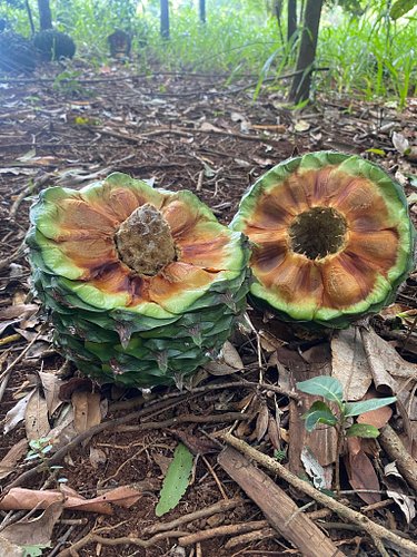 Spotted on my morning walk 🌲
Bunya Pines dropping their enormous cones — one of Australia’s most incredible native trees.

Ga...
